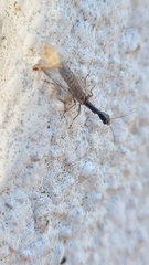 Xanthostigma