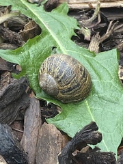 Garden Snail