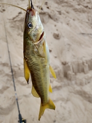 Pimelodus maculatus