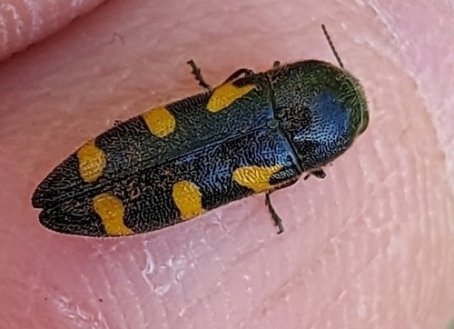 Ptosima undecimmaculata
