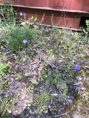 Campanula rotundifolia