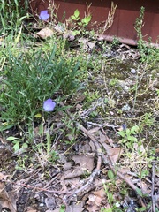 Campanula rotundifolia