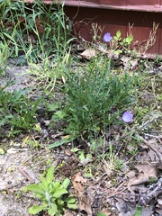 Campanula rotundifolia