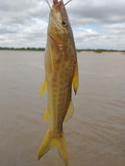 Pimelodus maculatus