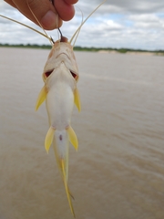 Pimelodus maculatus
