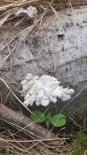 Paprastoji alksniabudė