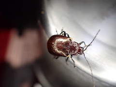 Gallerucida singularis