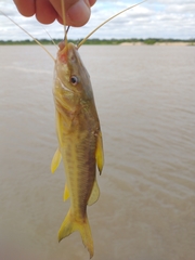 Pimelodus maculatus