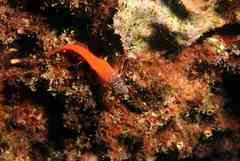 Microlipophrys nigriceps