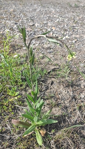 False flax (Camelina microcarpa)