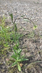 False flax (Camelina microcarpa)