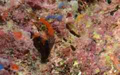 Microlipophrys nigriceps