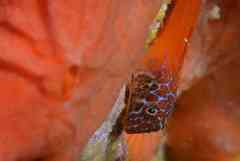 Microlipophrys nigriceps