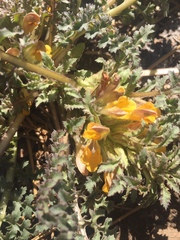 Pedicularis semibarbata