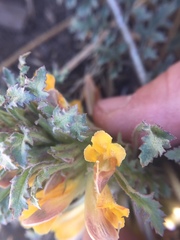 Pedicularis semibarbata