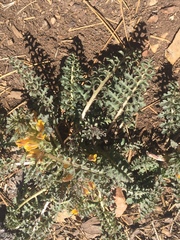 Pedicularis semibarbata