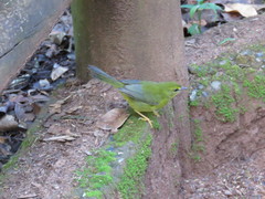 Myiothlypis flaveola