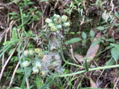 Eschenbachia japonica