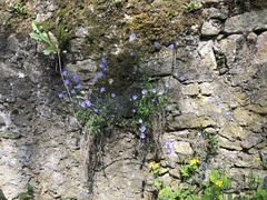 Campanula rotundifolia