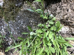 Campanula rotundifolia