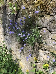 Campanula rotundifolia