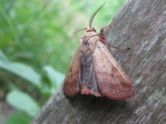 Diarsia deparca
