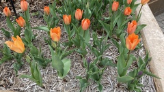 Tulipa