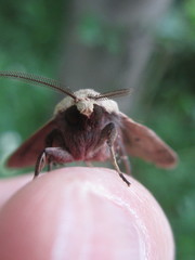 Diarsia deparca