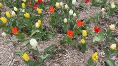 Tulipa