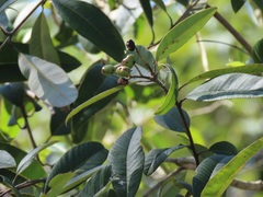 Ozoroa obovata elliptica
