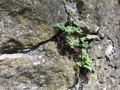 Asplenium ruta-muraria