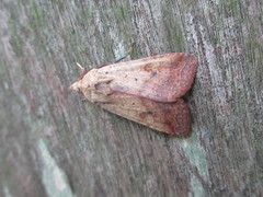 Diarsia deparca