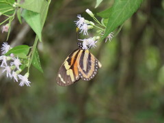 Lycorea halia discreta