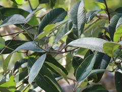 Ozoroa obovata elliptica
