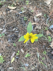 Berlandiera subacaulis