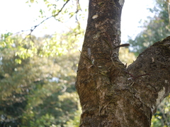 Aerides ringens