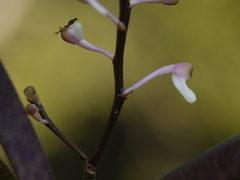 Aerides ringens