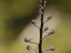 Aerides ringens