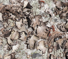 Umbilicaria spodochroa