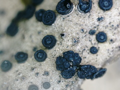 Umbilicaria spodochroa