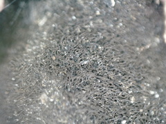 Umbilicaria spodochroa