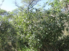 Ozoroa obovata elliptica