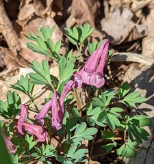 Corydalis solida
