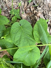 Matelea hirtelliflora