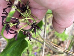 Matelea hirtelliflora