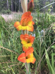 Gladiolus dalenii