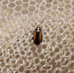 Phyllotreta striolata