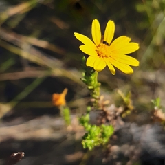 Euryops pinnatipartitus