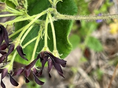 Matelea hirtelliflora