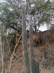 Lemaireocereus hollianus